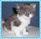 Maine Coon Kitten