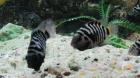 Zebrabuntbarsche