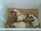 Jack-Russell-Terrier Welpen (Tricolor  )