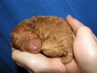 Pudel vom Canis Aureus hat Welpen ! 