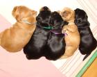 Englische Cocker Spaniel Welpen