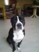 Stafford-Labrador Mischling
