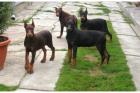 Rassestandart Dobermannwelpen 