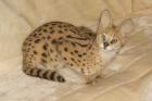 Serval, Jungtier