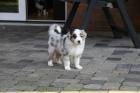 Traumhaft schöne Australian Shepherd Welpen,