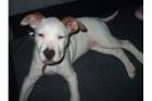 12 Wochen alte American Staffordshire Terrier