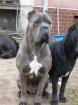 Cane Corso Hundebabys SLOVAKIA