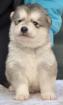 Alaksan malamute welpen mit FCI stammbaum 