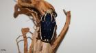 Mecynorrhina torquata ugandensis L2