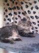 Maine Coon Kater sucht DRINGEND ein neues Zuhause !!!!!!!