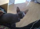 Canadie Sphynx mit Papiren