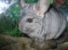 Chinchillas