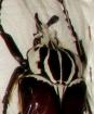 Goliathus goliathus 108mm