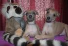 Italienische Windhund Welpe!!!
