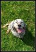 Gemma   English Setter  Mix: Das Halsband war so eng, dass es bei jeder Bewegung