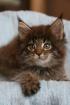 Maine Coon Kitten und Kastraten mit Stammbaum