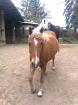 PFERDE PATEN DRINGEND GESUCHT