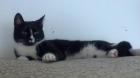 Total verschmuste Katze abzugeben.