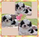 Shih Tzu Babys aus guter dt Hausaufzucht mit Papieren