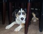 Militsa   Collie Mix-Hündin möchte nur nach vorne blicken