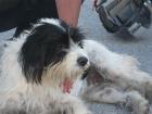Ira   Familie mit Kindern und gerne Hund und Katze gesucht