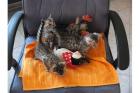 Extra-Klasse Bengal-Katzen (TICA-EU)