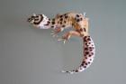 Leopardgeckos abzugeben