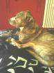 Boxer-Labrador-Steffort Mischling sucht neues Zuhause...