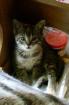 Katzensitter für eine Woche im Juli gesucht