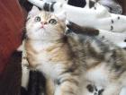 Schmusebärchen sucht Zuhause! Exotic Shorthair Kater 13 Wo alt golden tabby mP s
