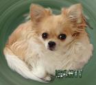 Chihuahua-Hündin  Nighty  8 Jahre alt