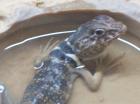 Crotaphytus bicinctores Männchen in liebevolle Hände abzugeben!