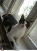 Flocke sucht ein neues zuhause 