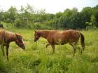 Schöne Quarter Horse Stute zu verkaufen