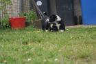 Niedliche Border Collie Welpen abzugeben!