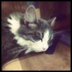 Sibirische waldkatze sucht dringend neues zuhause!!