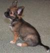 Typvoller Chihuahuawelpe (Rüde) aus seriöser VDH Zucht abzugeben