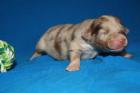 Australian Shepherd Welpen
