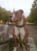 American Staffordshire Terrier