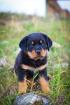Reinrassig  Rottweiler welpen