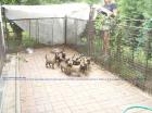 Malinois, Belgische Schäferhund