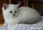 BKH Katzenbaby in blue golden tabby point !