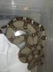3,5 Boa Constrictor Imperator Kolumbieaner Jungtiere DNZ 05/2012  (Guyana Rotsch