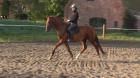 Mecklenburger Warmblutwallach mit viel Qualität!!