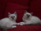 Heilige Birma Kitten