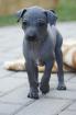 American Hairless Terrier puppies - we have 2 solid blue boys available - SHOW /