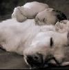 Platz Vor Preis,Suche ein Amstaff,Pittbul,Bullterier.Dogo Argentino,Cane Corso,w