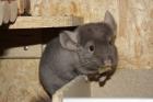 Chinchilla Babys mit Stammbaum
