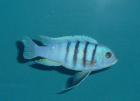 Cynotilapia afra white top hara galileya reef 