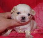 Reinrassige Shih Tzu Welpen suchen neue Hundeeltern